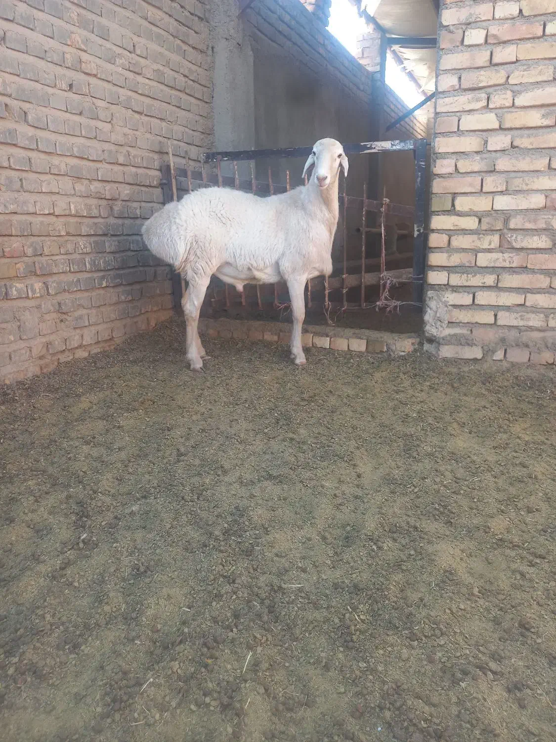 بره قوچی در تربت جام|حیوانات مزرعه|تربت جام, کاریز نو سفلی|دیوار