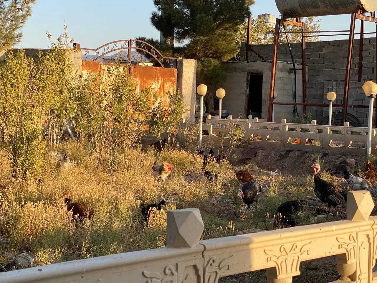 مرغ|حیوانات مزرعه|پلنگ آباد, |دیوار