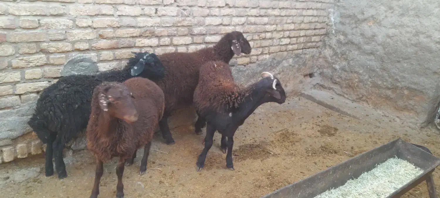 4عدد بر نر ریز|حیوانات مزرعه|الیگودرز, |دیوار