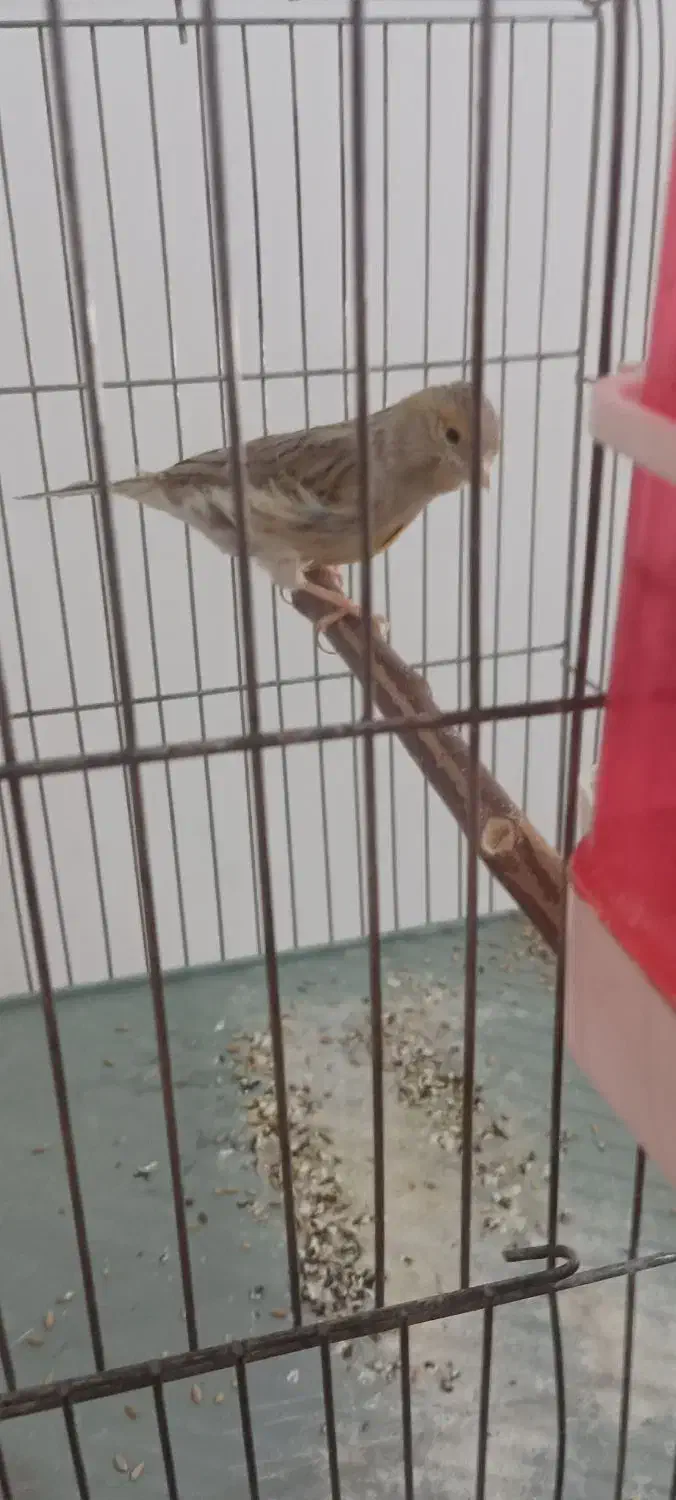 قناری مست|پرنده|بم, |دیوار