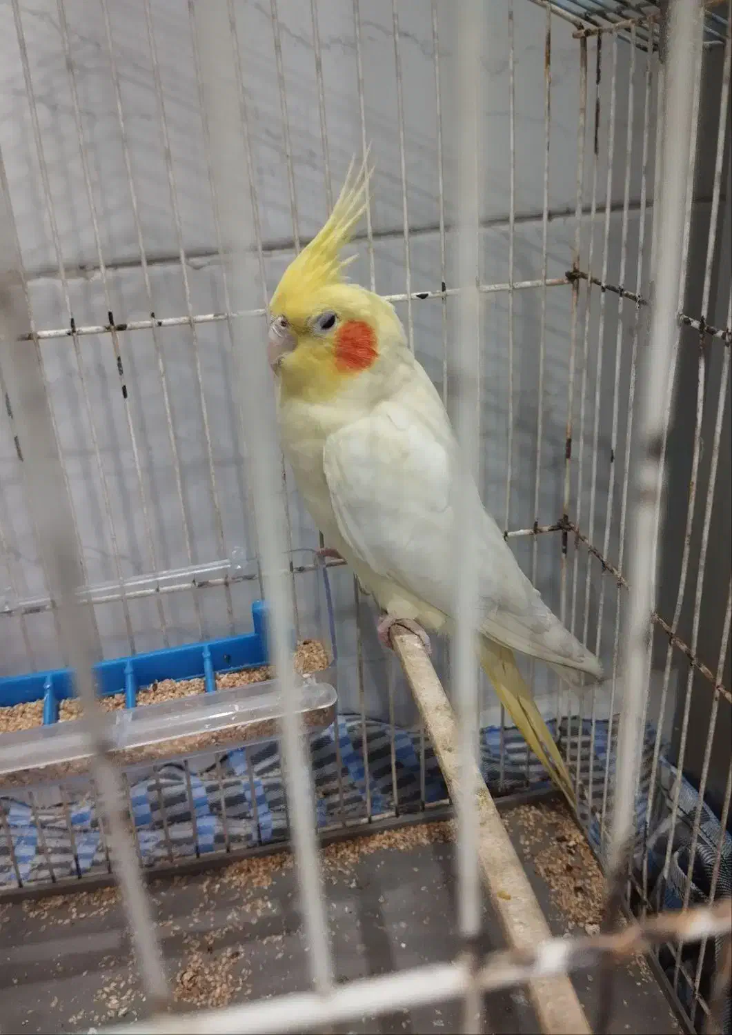 جفت طوطی عروس هلندی لوتینو|پرنده|دزفول, |دیوار