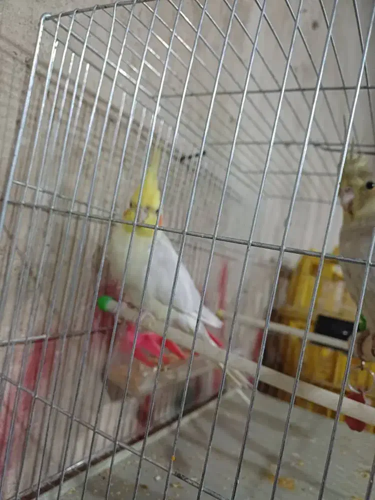 عروس هلندی|پرنده|محمدبار, |دیوار