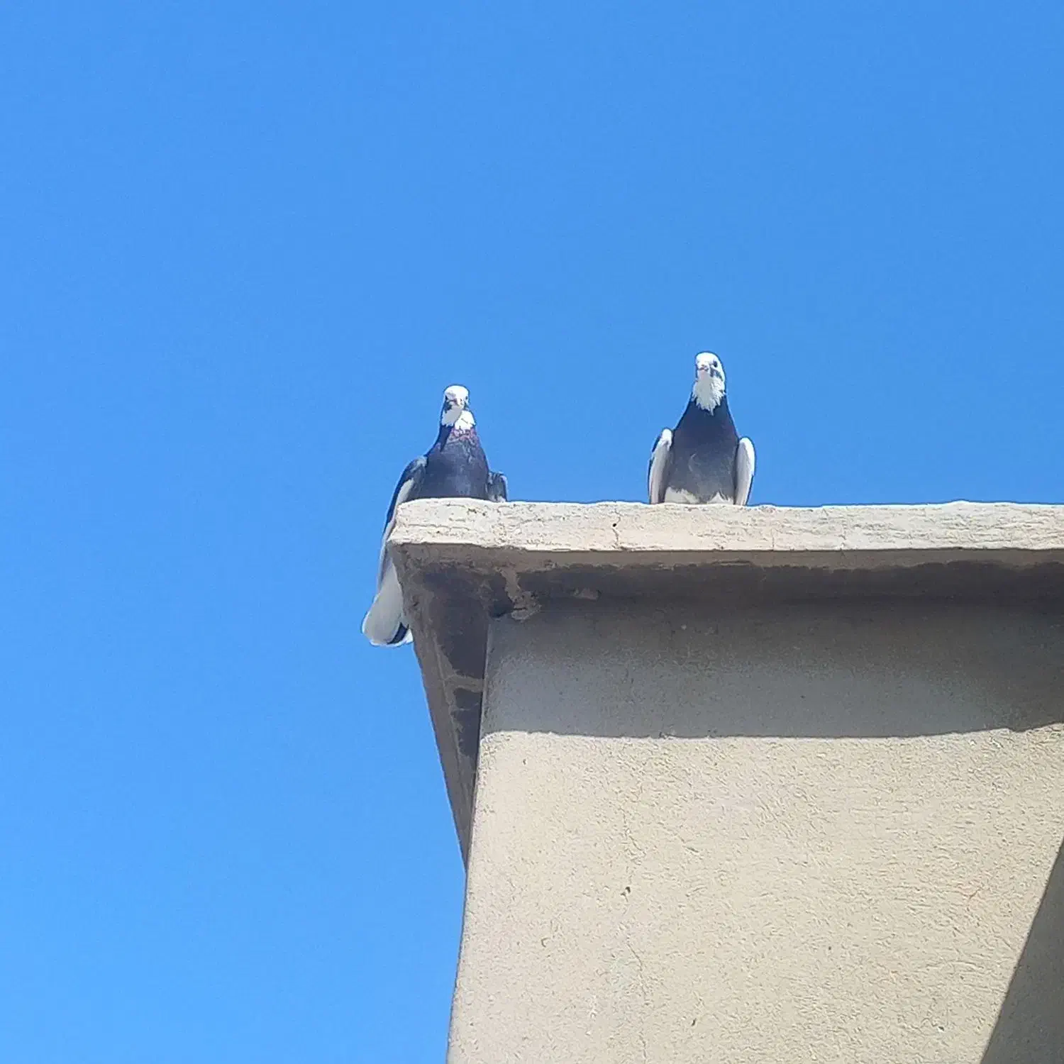 کبوتر فروشی فوری|پرنده|فشاپویه, |دیوار