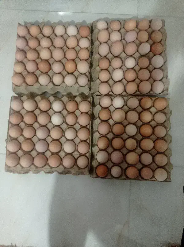 تخم مرغ محلی جهادی ارگانیک تازه روزانه|خوردنی و آشامیدنی|نیشابور, امام|دیوار