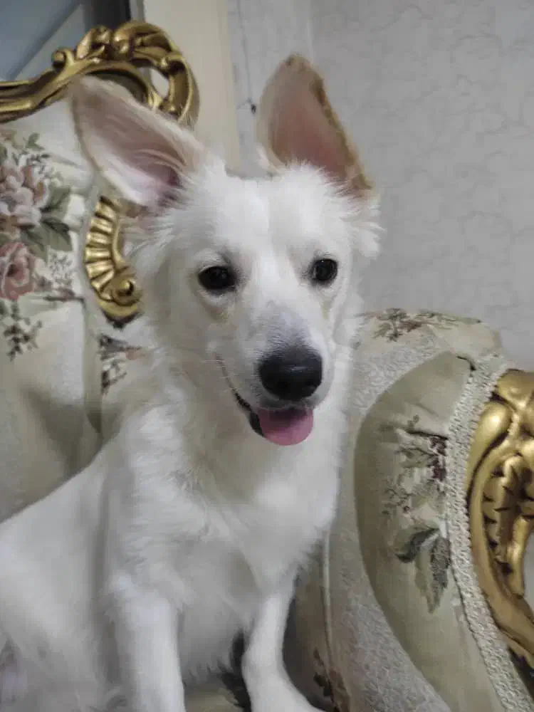 سگ گمشده|سگ|شیراز, شهرک سراج‎|دیوار