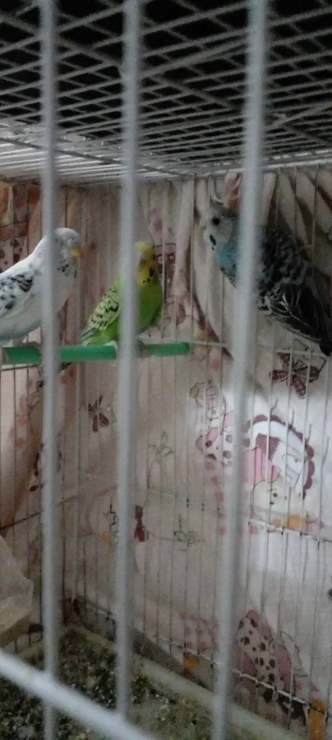 مرغ عشق|پرنده|تربت‌حیدریه, منظر|دیوار