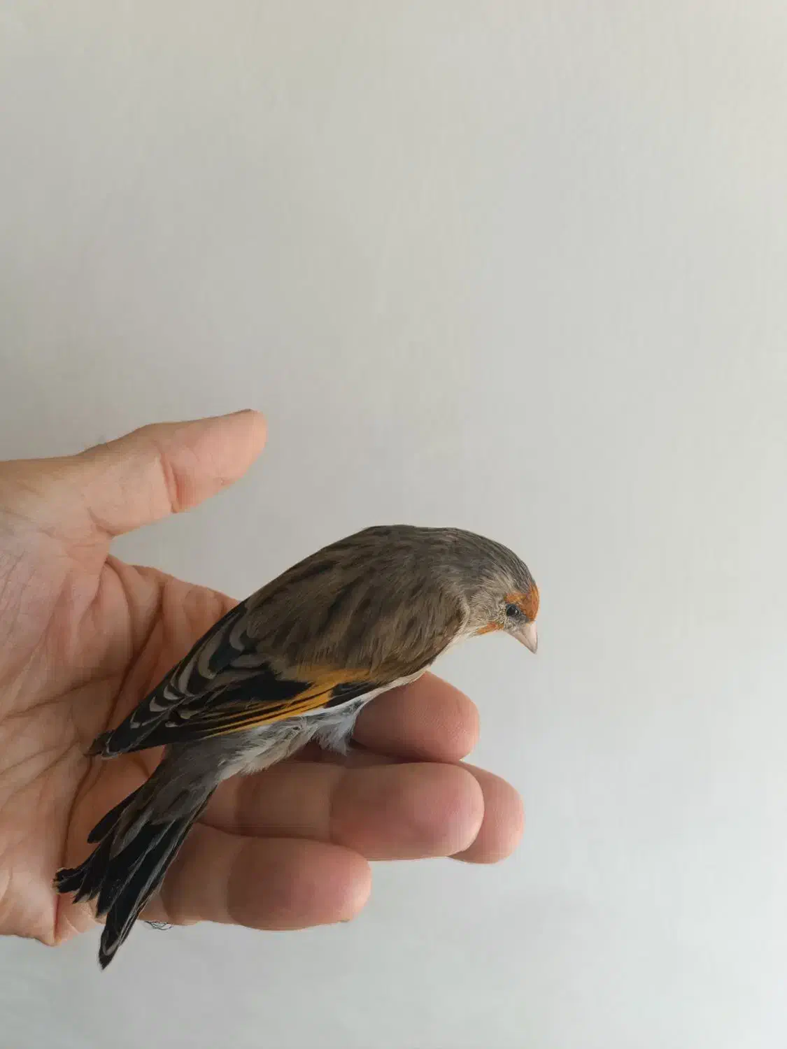 جوجه سهره قناری|پرنده|بندر انزلی, جهانگانی|دیوار