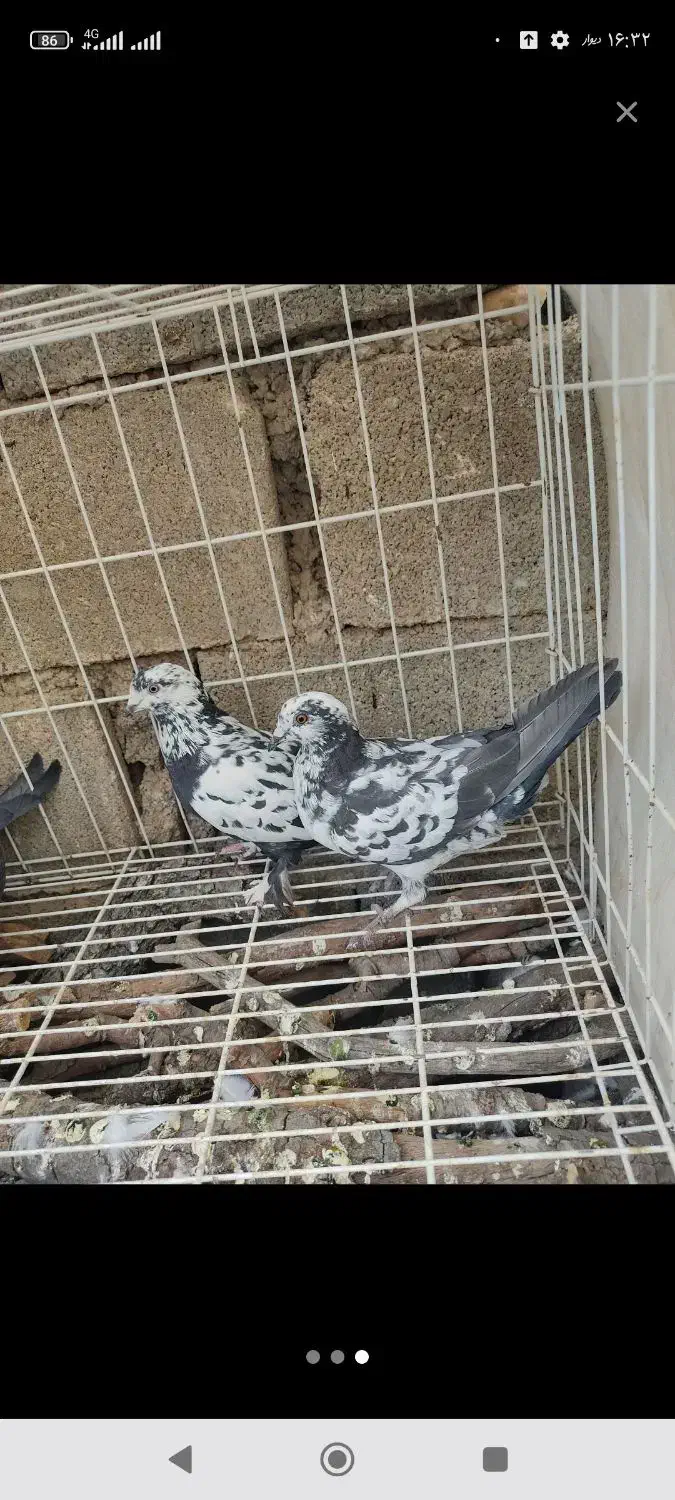 کفتر سوسکی پرشی|پرنده|یاسوج, |دیوار