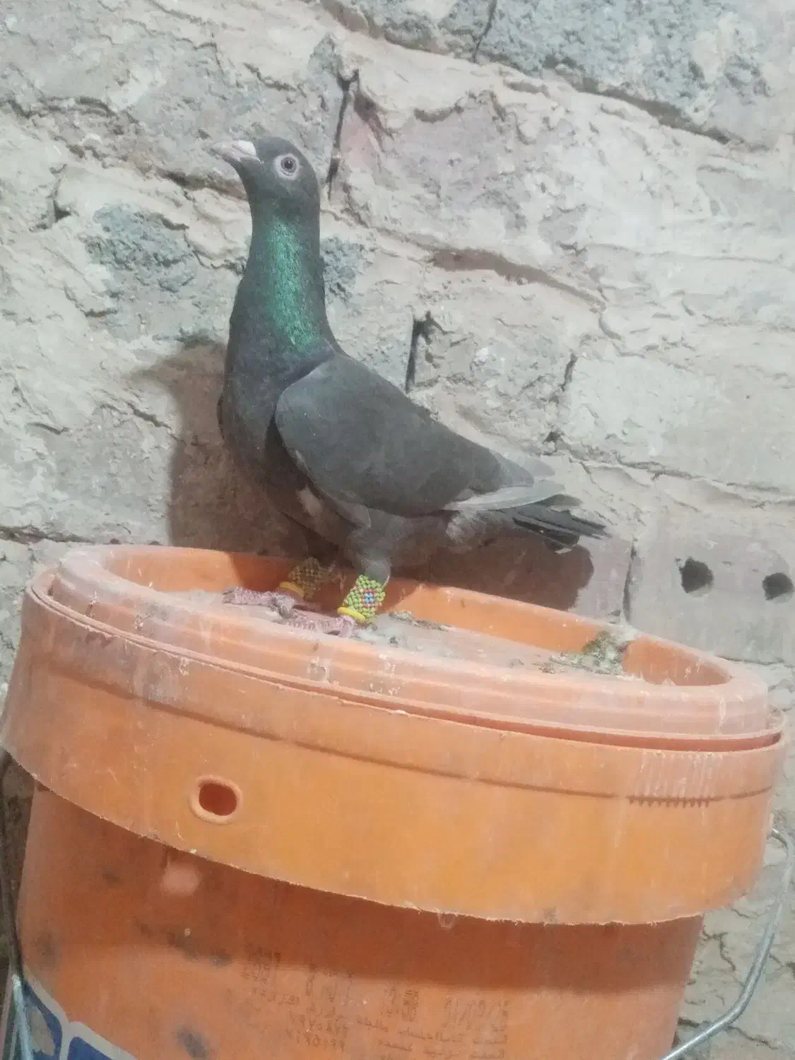 گرفتنی|پرنده|نیشابور, سرآب کوشک|دیوار