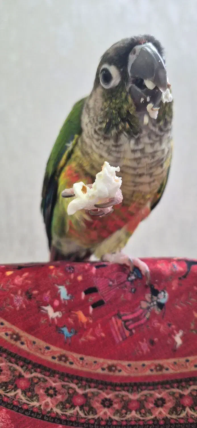 پرنده گمشده یو یو|حیوانات|برخوار, |دیوار