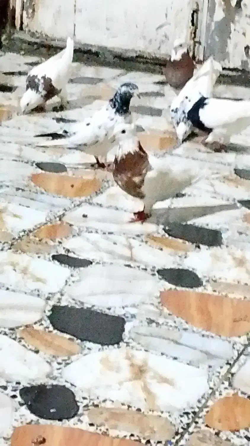 6طوقی نر|پرنده|بندر امام خمینی, |دیوار