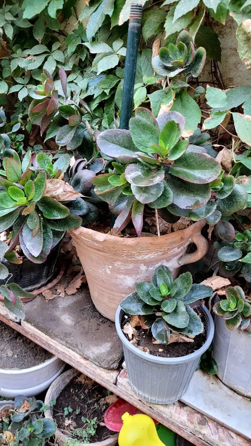 گلهای آپارتمانیگ|گل و گیاه طبیعی|سبزوار, امام خمینی (ناوی)|دیوار