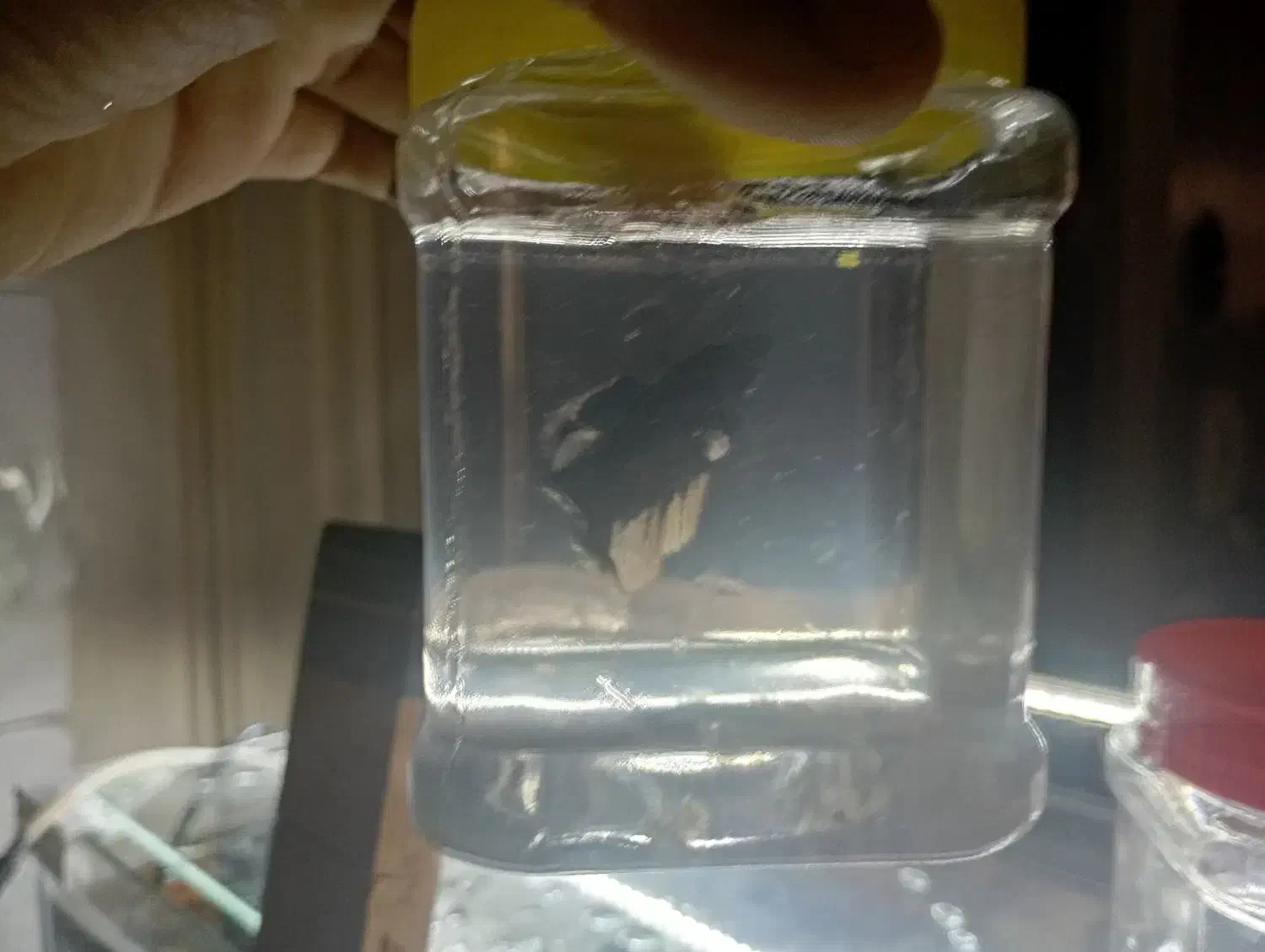 فایتر|ماهی|تهران, دولتخواه جنوبی|دیوار