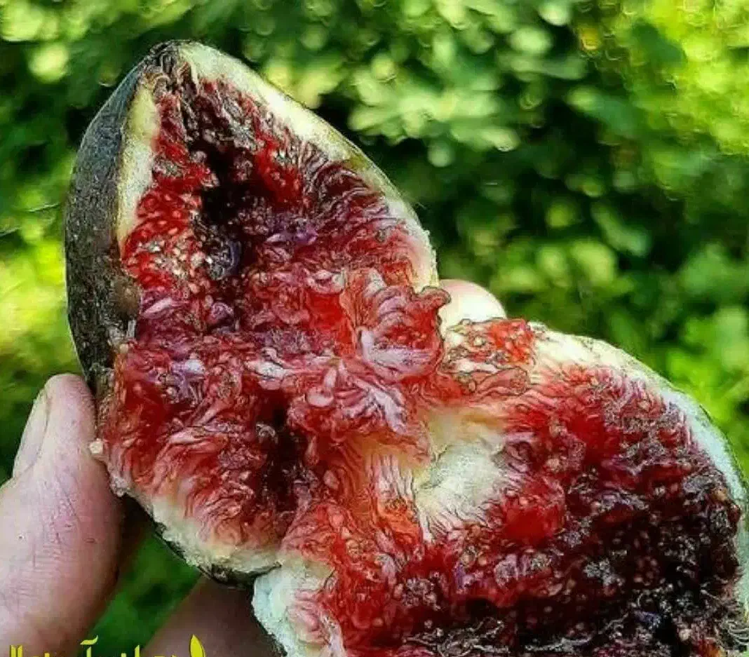 پیش فروش نهال انجیر استهبان|خدمات باغبانی و درختکاری|شهر بابک, |دیوار