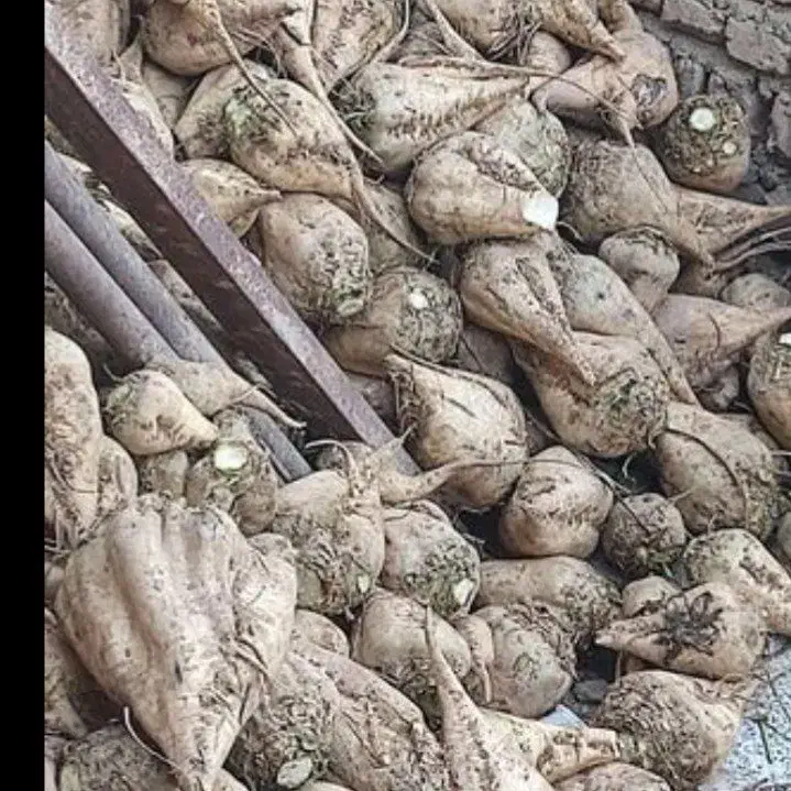 فروش چغندرقند تازع برای دام وخوراک|خوردنی و آشامیدنی|بشاریات, |دیوار