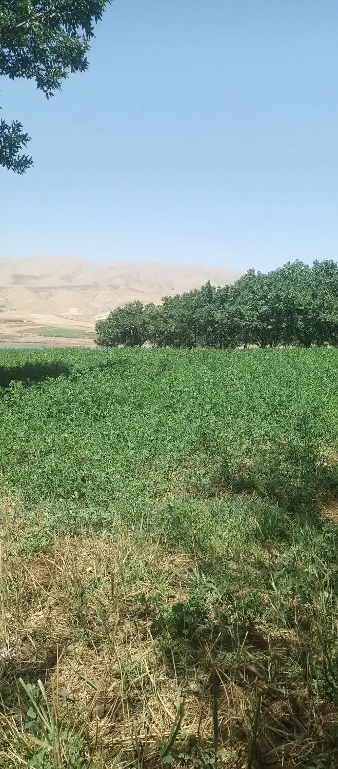 زمین روستای رامول|فروش دفتر صنعتی، کشاورزی، تجاری|دهگلان, |دیوار