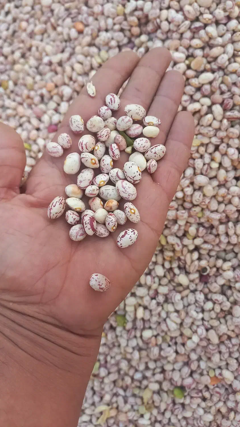 لوبیا چیتی|عمده‌فروشی|مرودشت, ژیان|دیوار