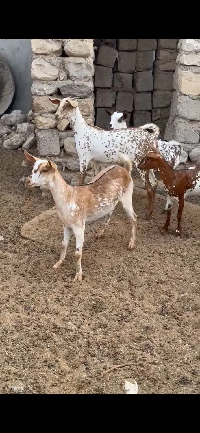 خالص بزغا|حیوانات مزرعه|انار, |دیوار