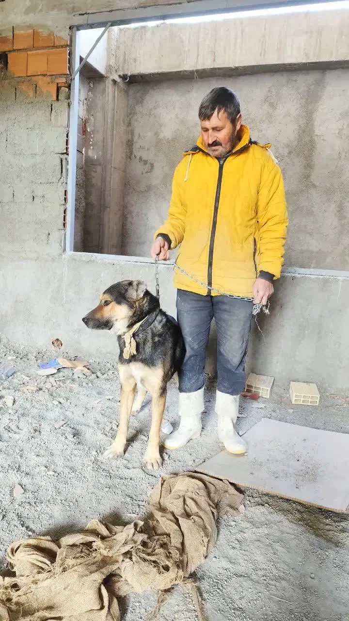 سگ دورگه نگهبانی|سگ|رودهن, |دیوار