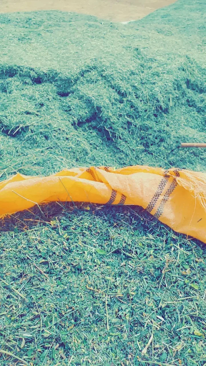 یونجه خرد شده|لوازم جانبی حیوانات|موگوئی, |دیوار