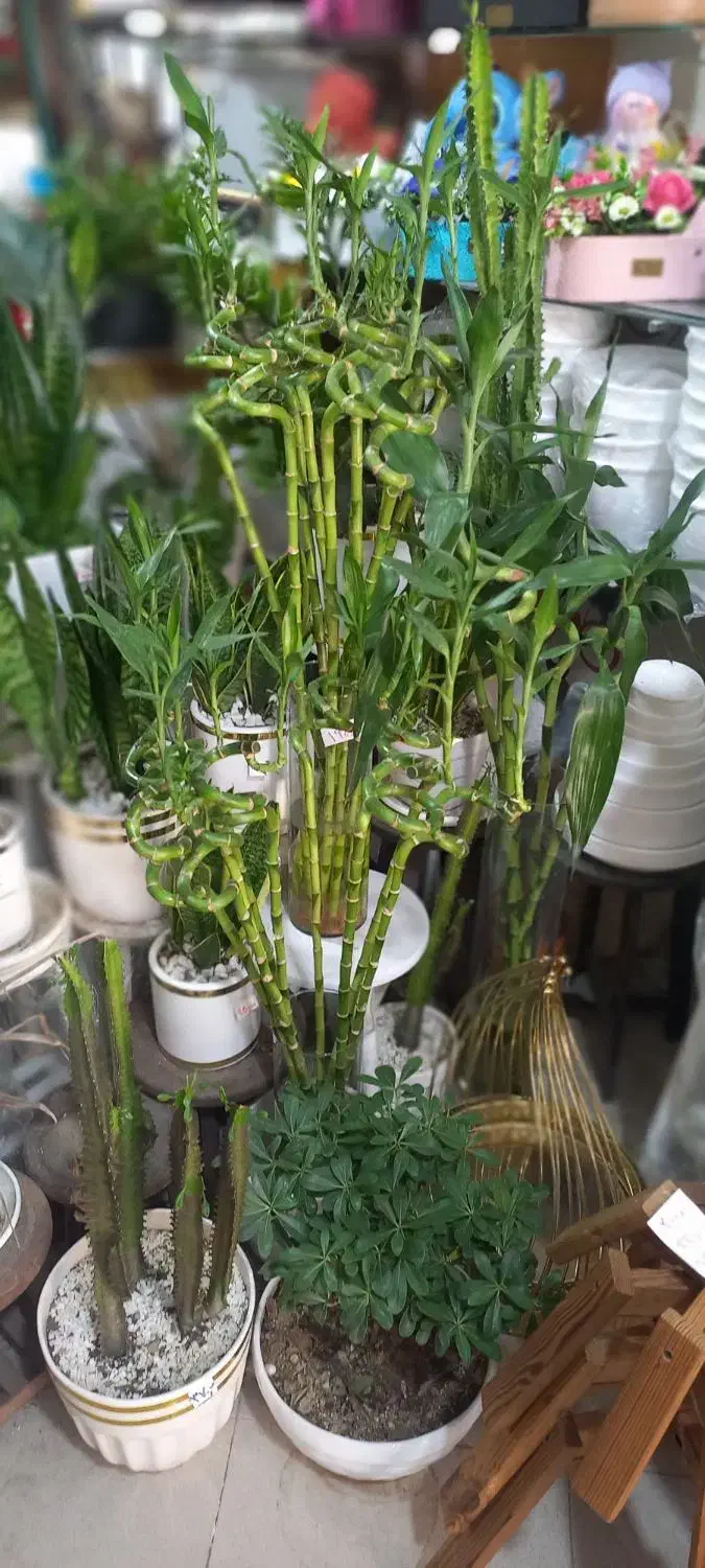 گل بامبو|گل و گیاه طبیعی|کاشان, بهشتی|دیوار