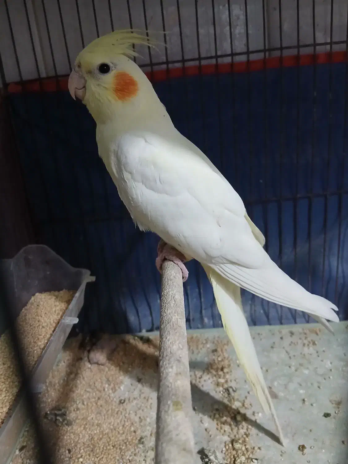 عروس هلندی کاملا اهلی|پرنده|آذرشهر, |دیوار