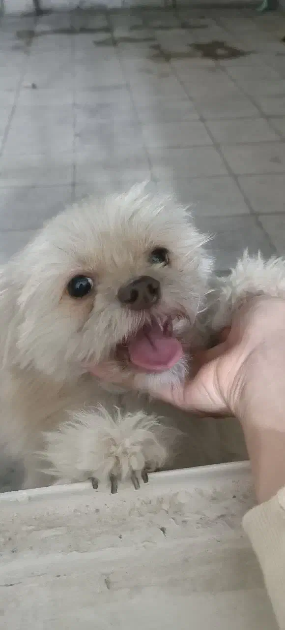 سگ نژاد شیتزو تریر|سگ|مشهد, وحید|دیوار