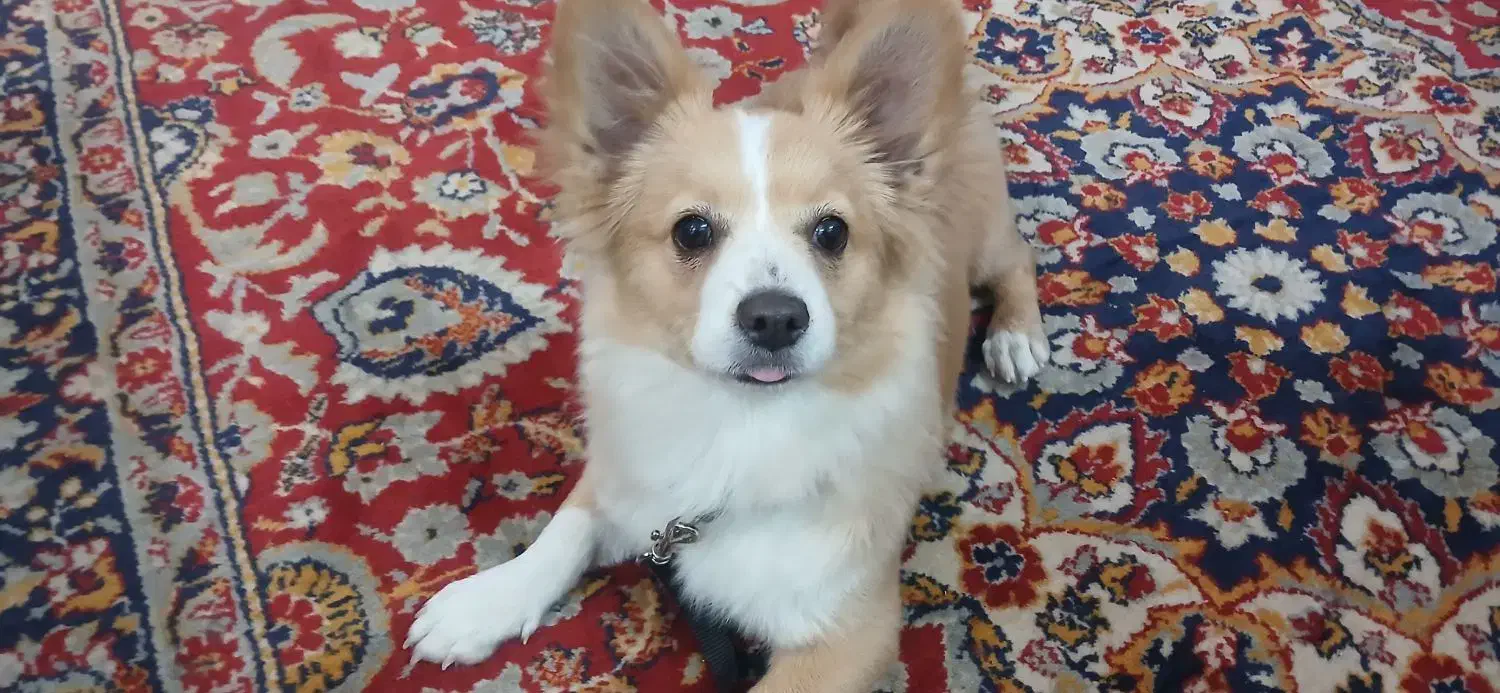 سگ ماده|سگ|پاکدشت, پاکدشت (مامازند)|دیوار