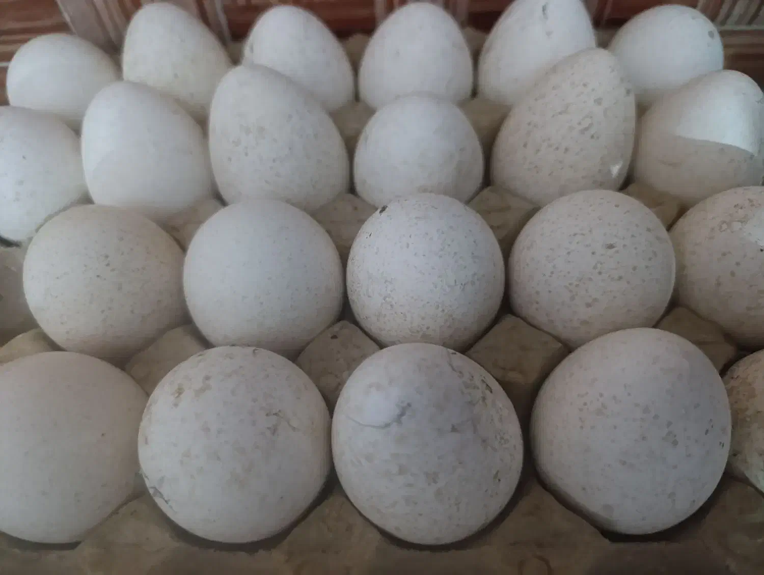 تخم|حیوانات مزرعه|خاش, |دیوار