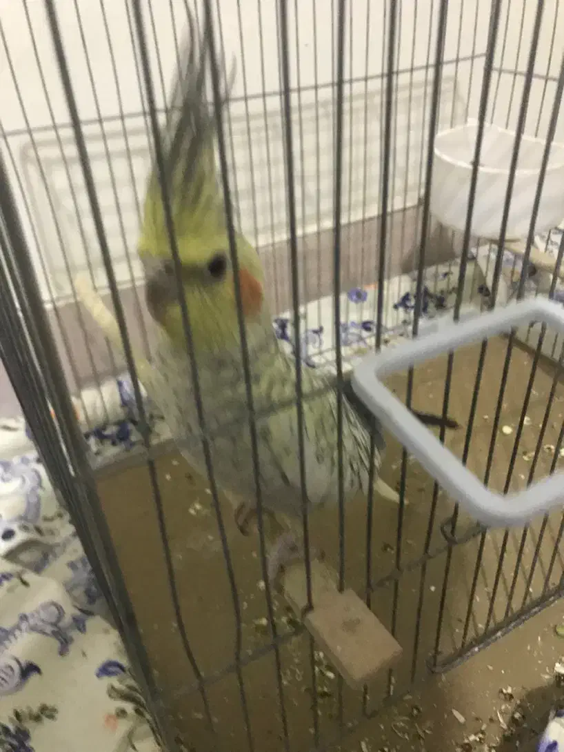 عروس هلندی گل باقالی|پرنده|ملارد, |دیوار