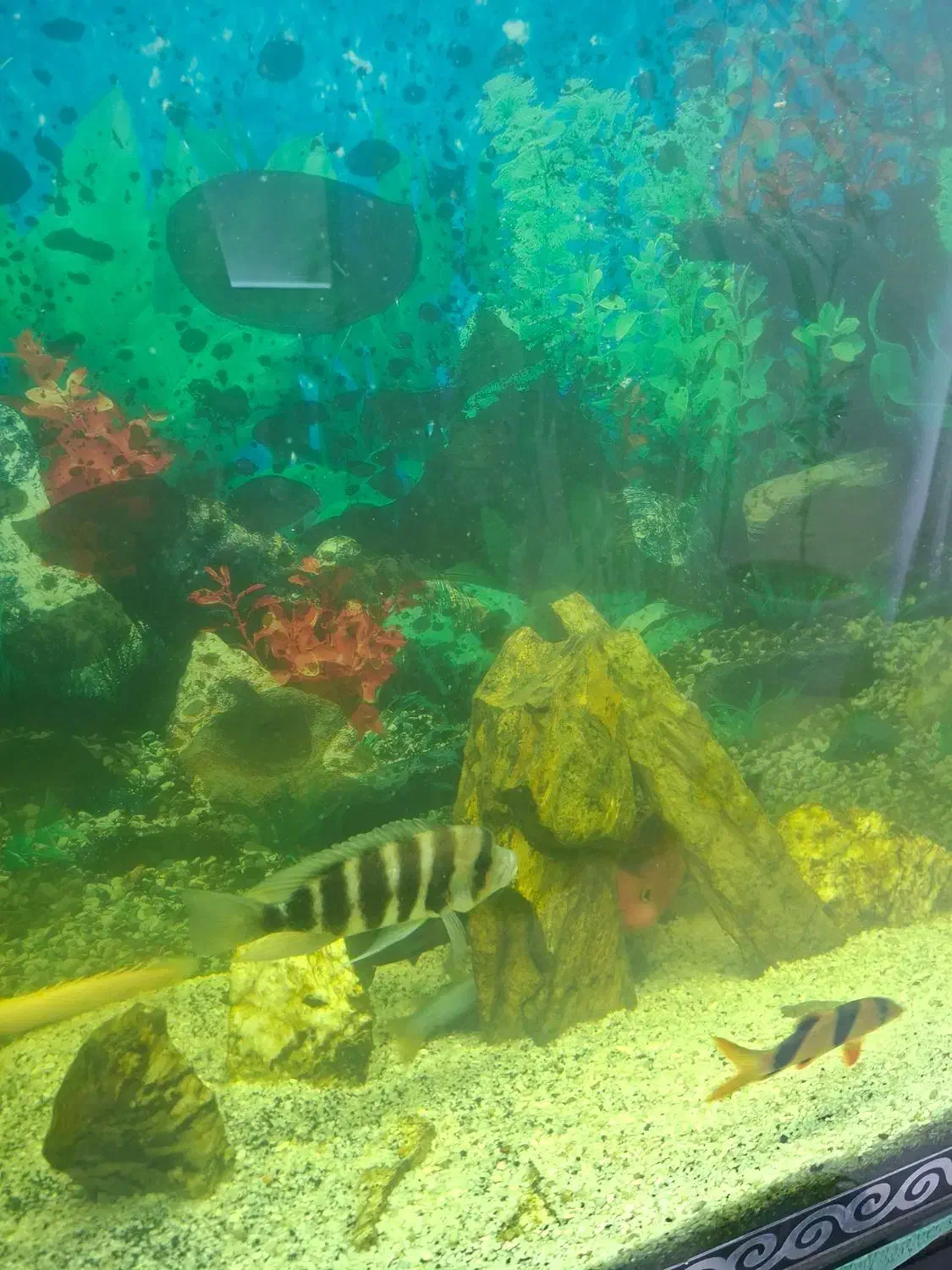 فروش تعدادی ماهی گوشتخوار|ماهی|شاهینشهر, شهرک ردانی پور|دیوار