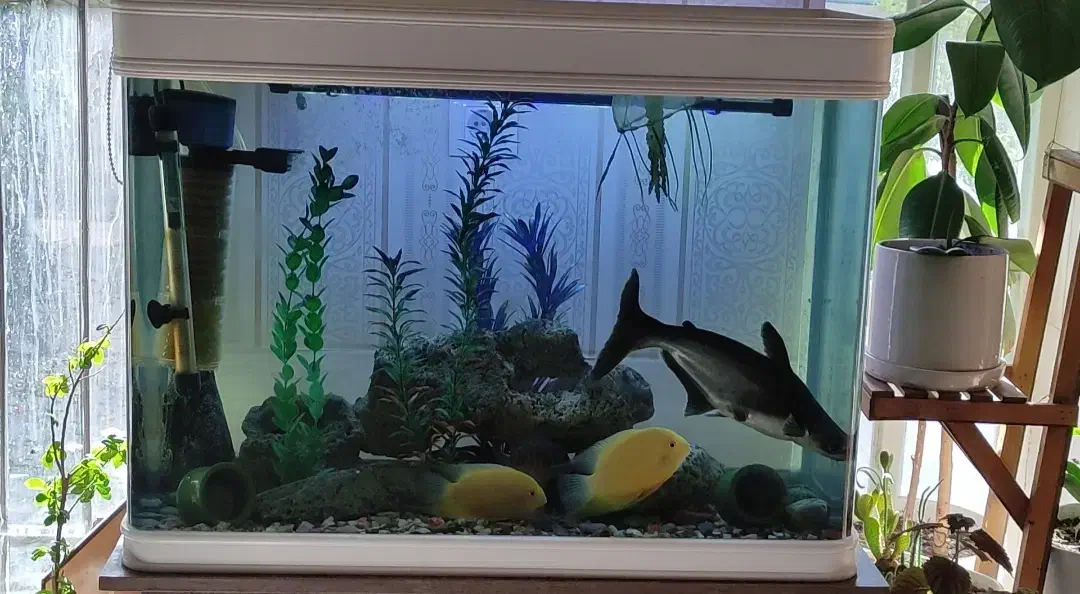 آکواریوم همراه با باعث و تجهیزات کامل|ماهی|شیراز, سیلو|دیوار