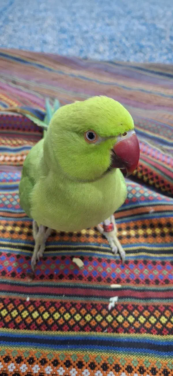 معاوضه طوطی ملنگو|پرنده|بندر ماهشهر, |دیوار