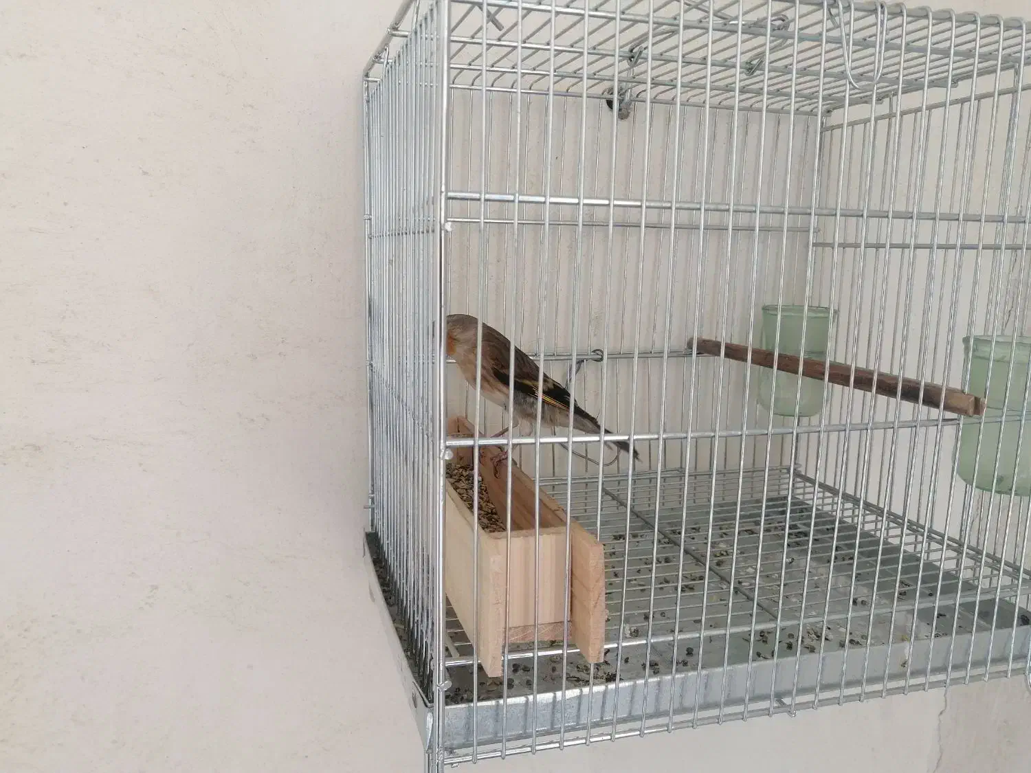 سهره قناری دهن زن|پرنده|صدرا-فارس, فاز ۱|دیوار