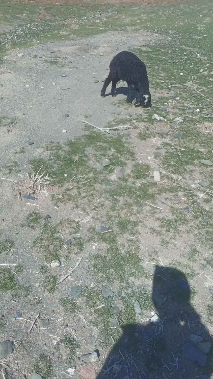 بره شیری|حیوانات مزرعه|جوکار, |دیوار