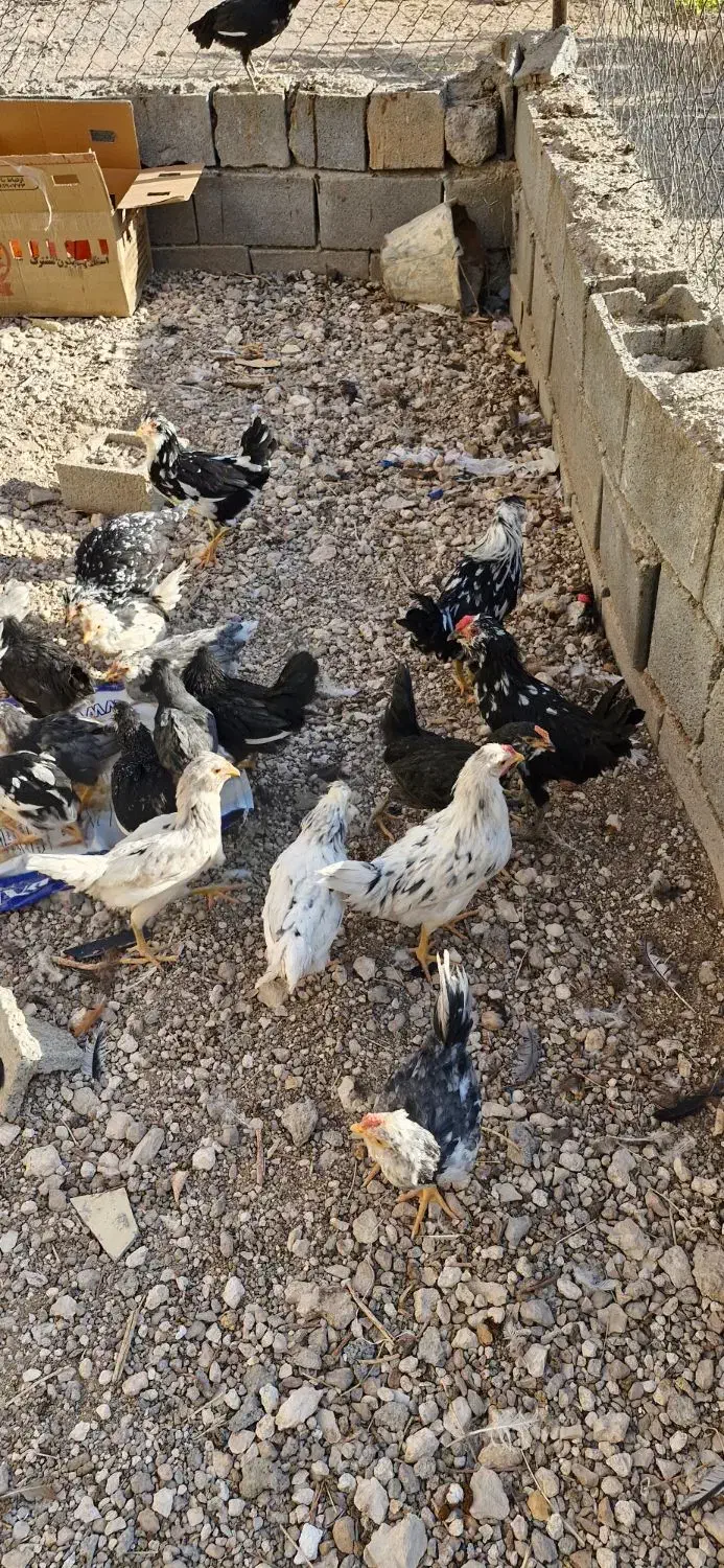 فروش جوجه  وبالغ  مرغ وخروس گلین ومحلی|حیوانات مزرعه|آباده, |دیوار