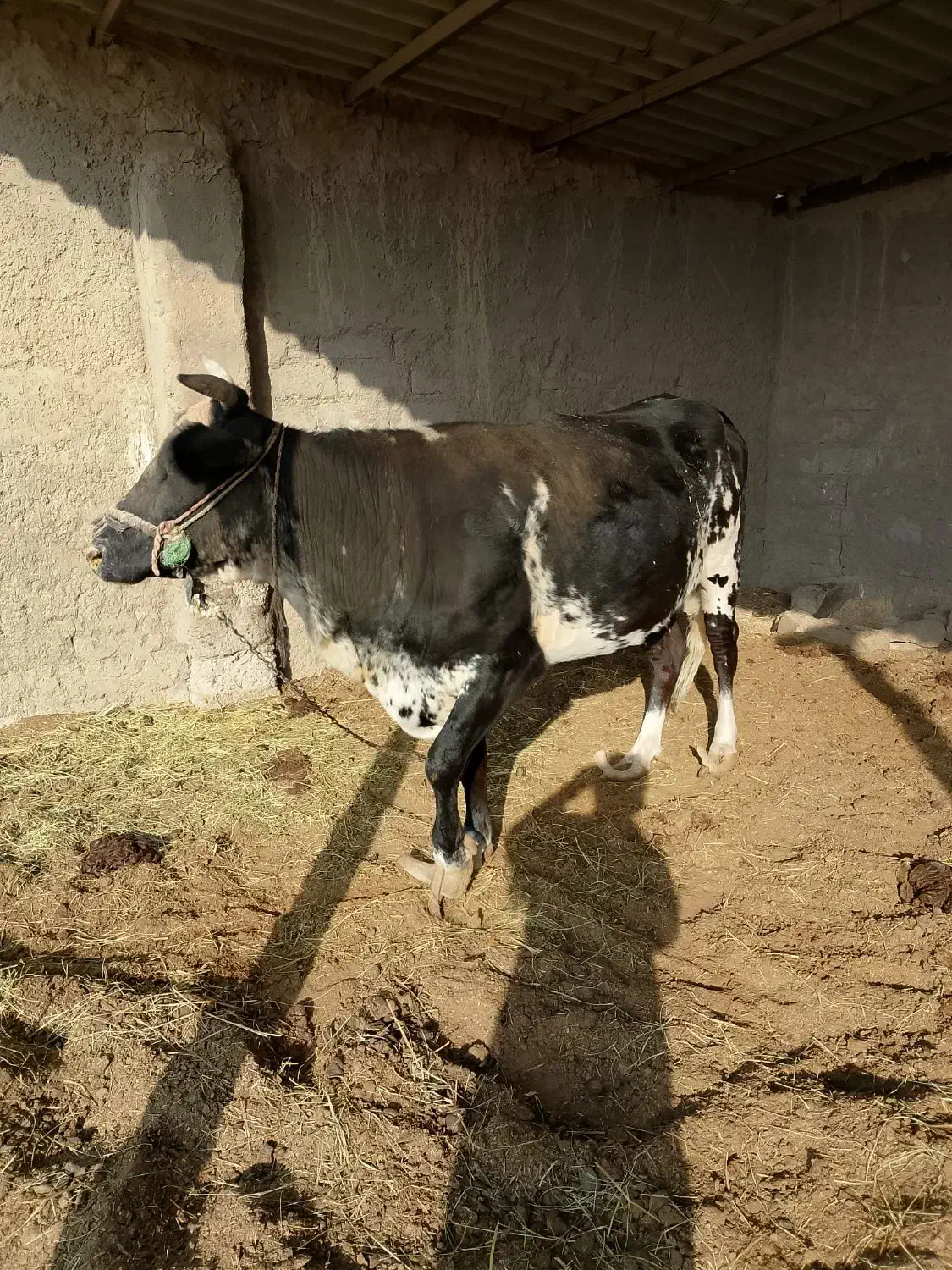 100میلیون|حیوانات مزرعه|هیرمند, |دیوار