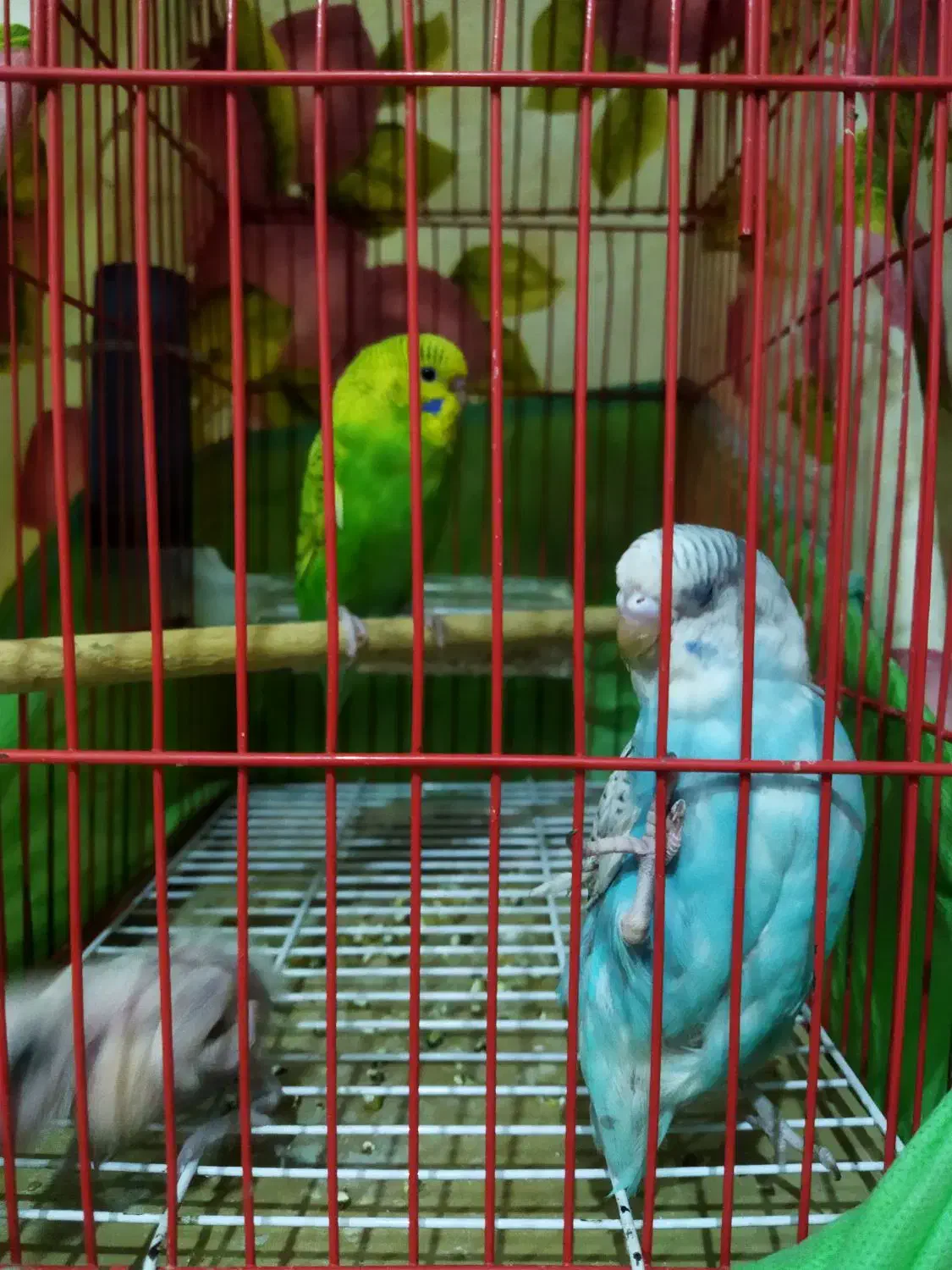 مرغ عشق واگذاری|پرنده|رشت, حمیدیان|دیوار