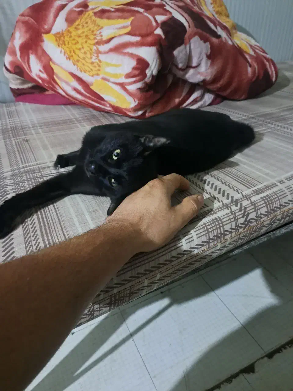 گربه خانگی|گربه|تهران, آذربایجان|دیوار