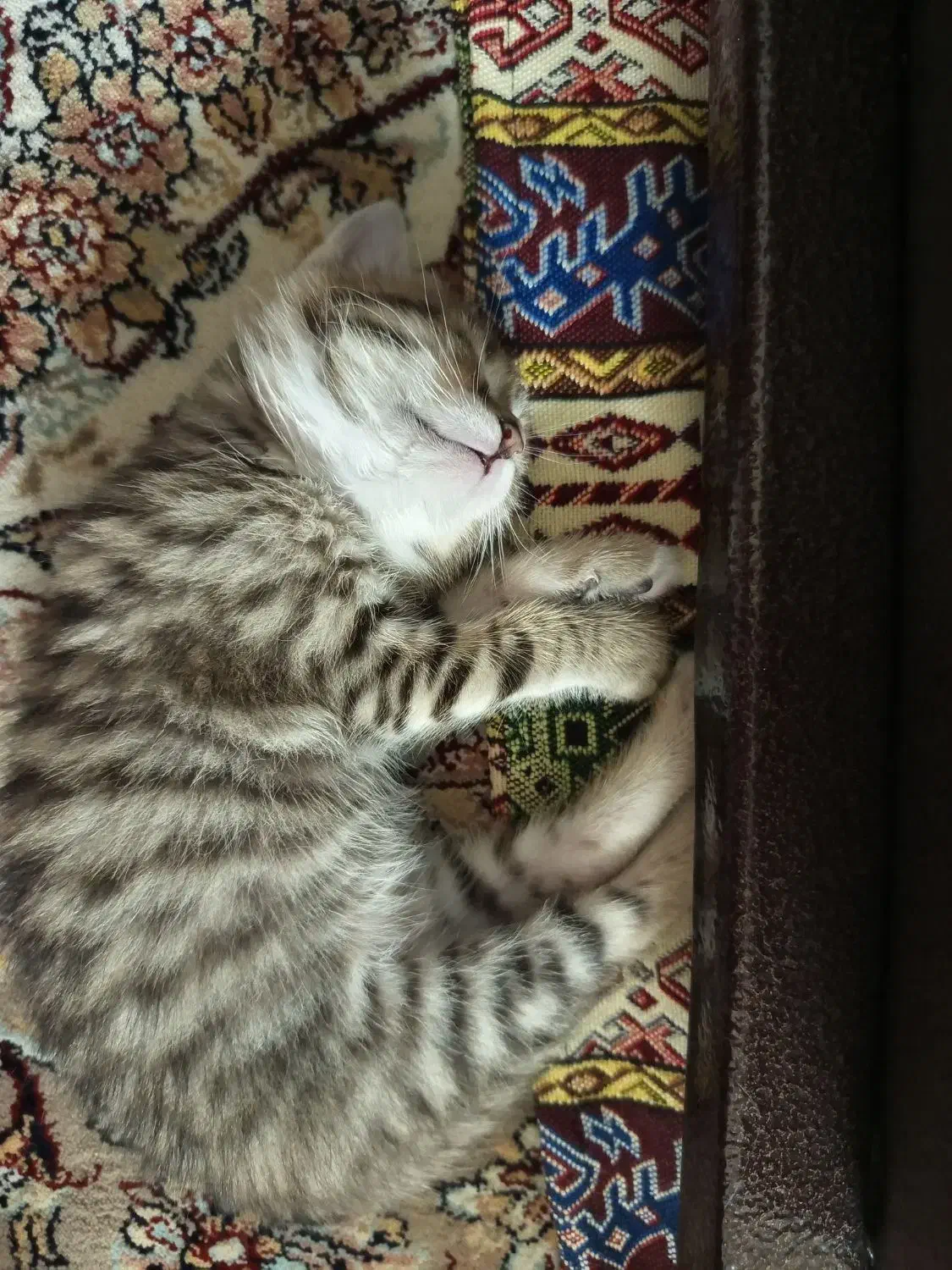 بچه گربه|گربه|پاکدشت, پاکدشت (مامازند)|دیوار