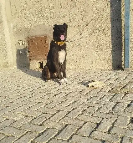 واگزاری سگ قدرجونی|سگ|فلاورجان, |دیوار