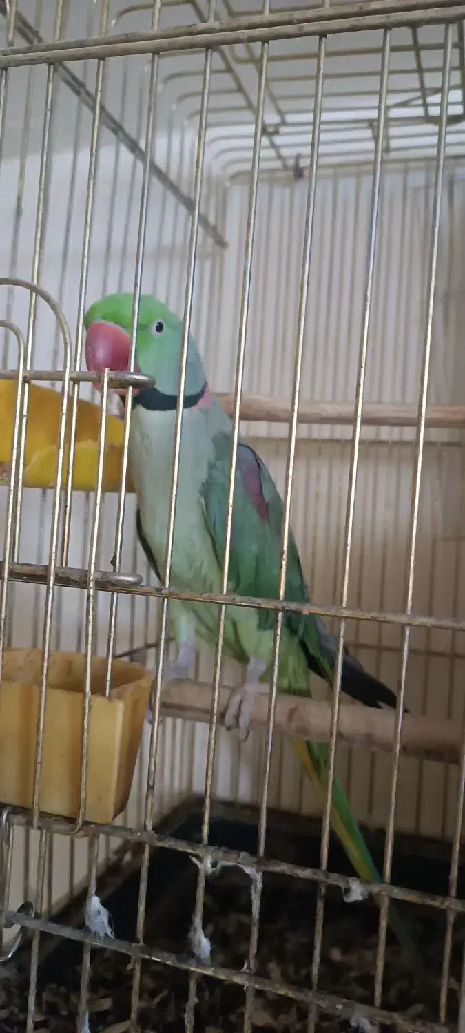 تعدادی پرنده زینتی مولد|پرنده|باسمنج, |دیوار