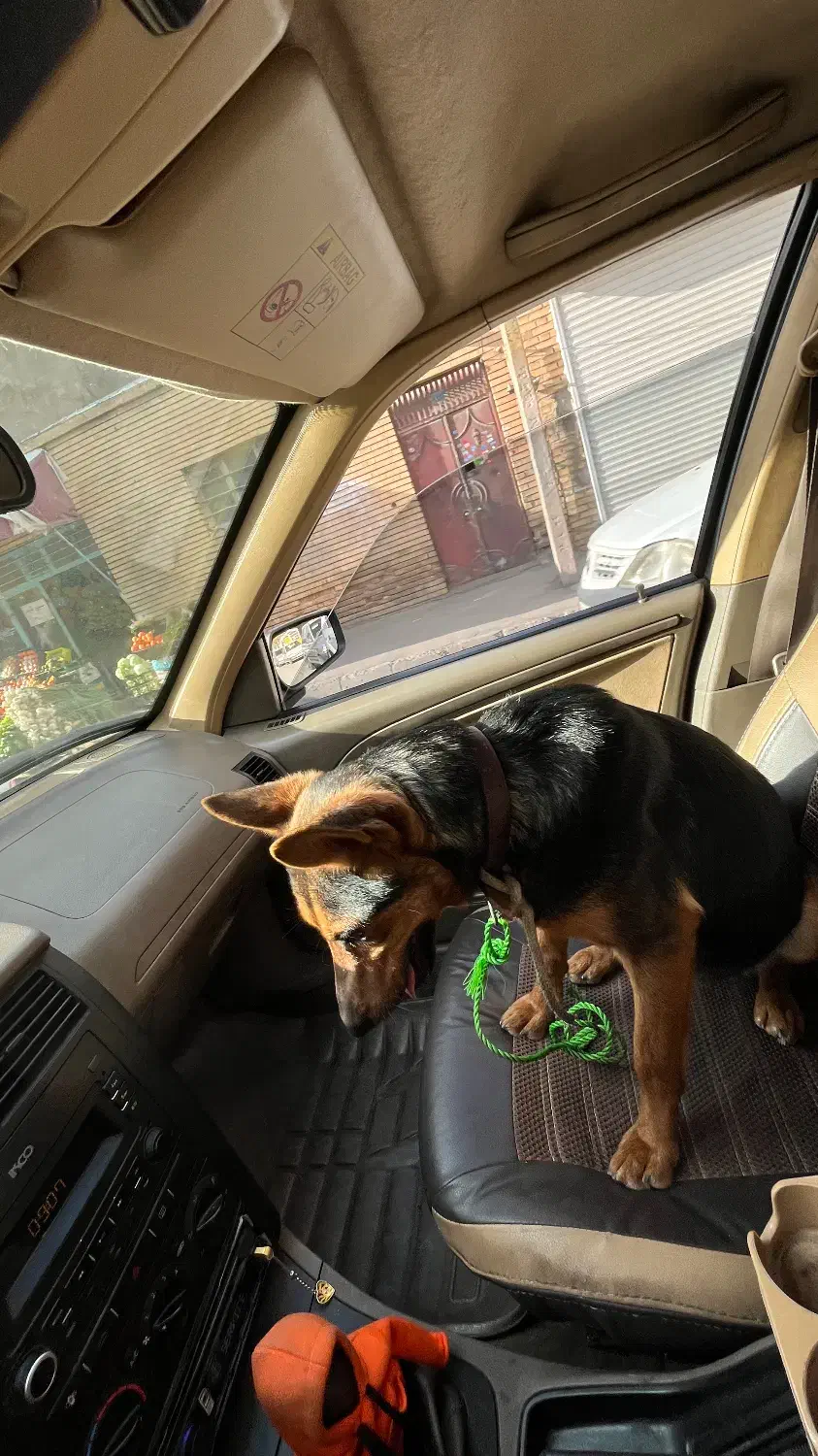 سگ پیدا شده|حیوانات|تبریز, |دیوار