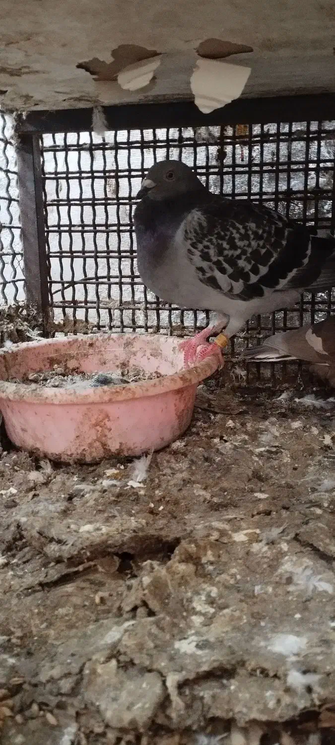 پلاکی|پرنده|بندرعباس, |دیوار