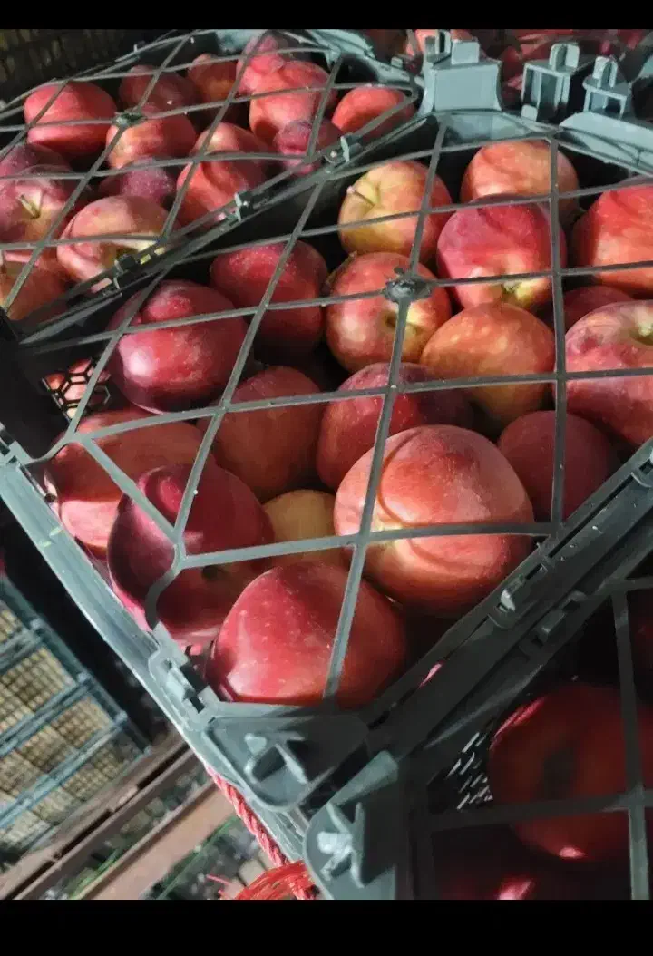 سیب قرمز فله سیلوانا ارومیه|خوردنی و آشامیدنی|تهران, سلسبیل شمالی|دیوار