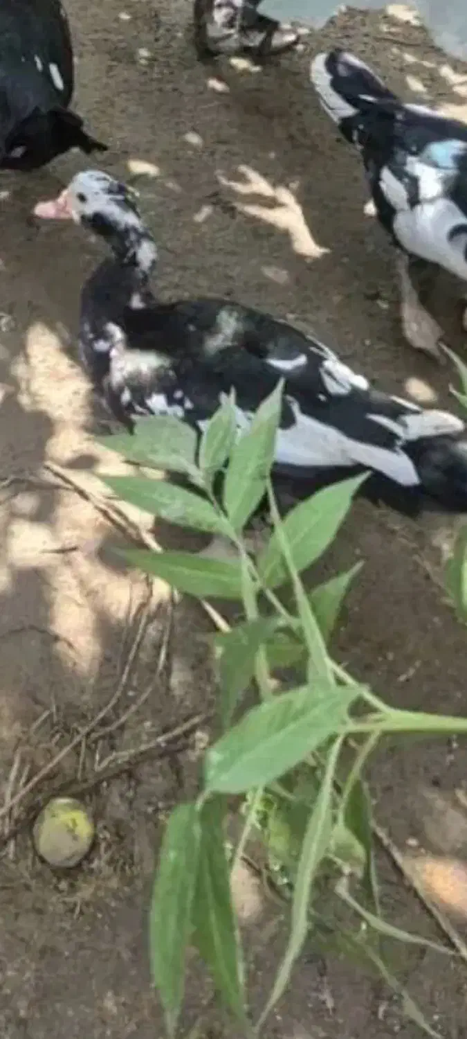 اردک خارجی مرغ و خروس محلی|حیوانات مزرعه|قائمشهر, |دیوار