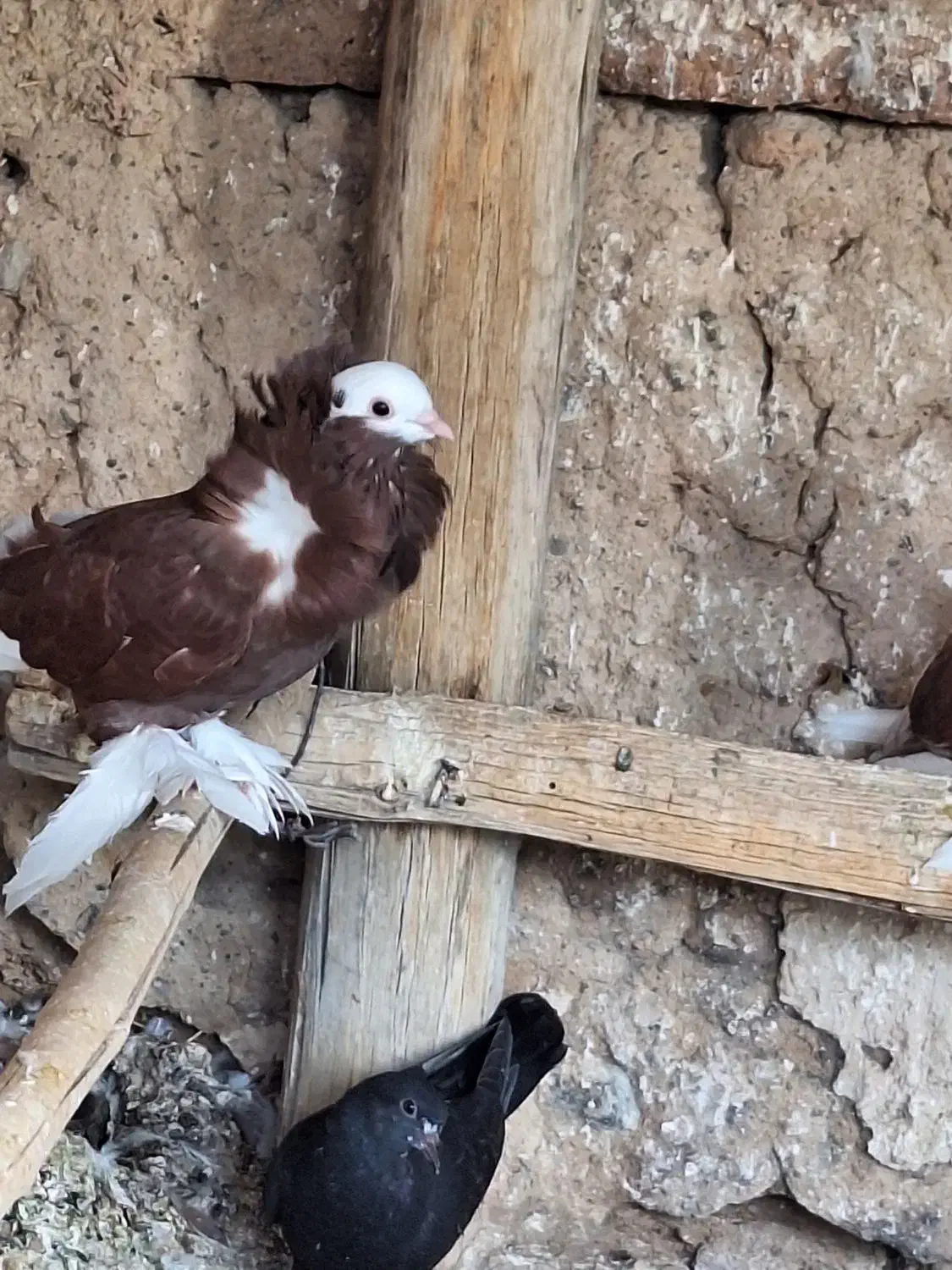 کبوتر شامپیون|پرنده|جرقویه, |دیوار