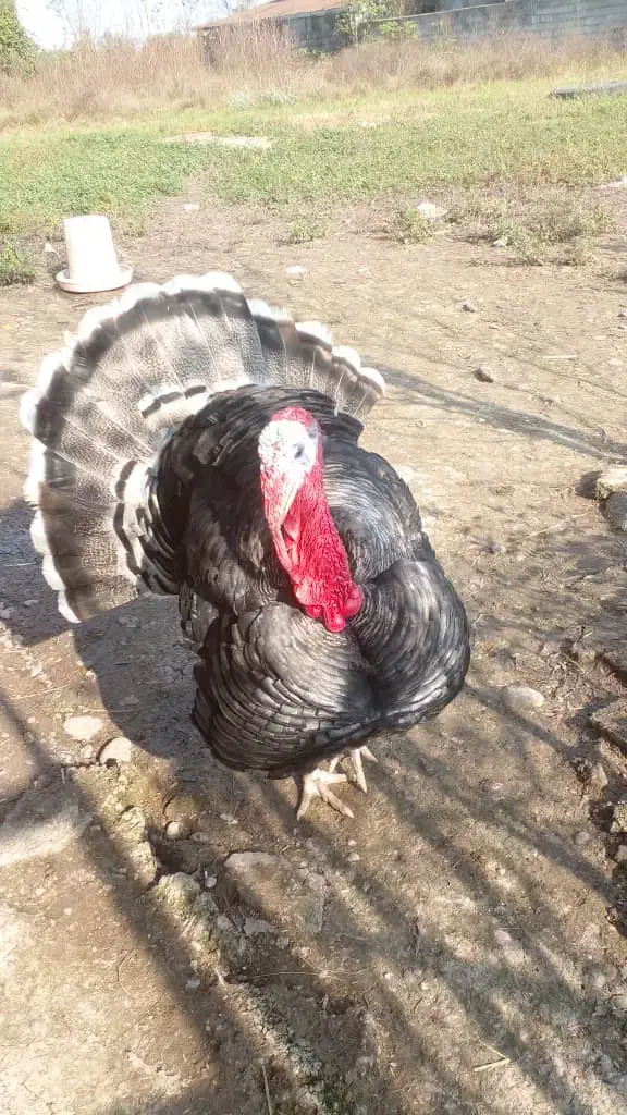 یه جفت بقلمون سالم وسرحال|حیوانات مزرعه|سنگر, |دیوار