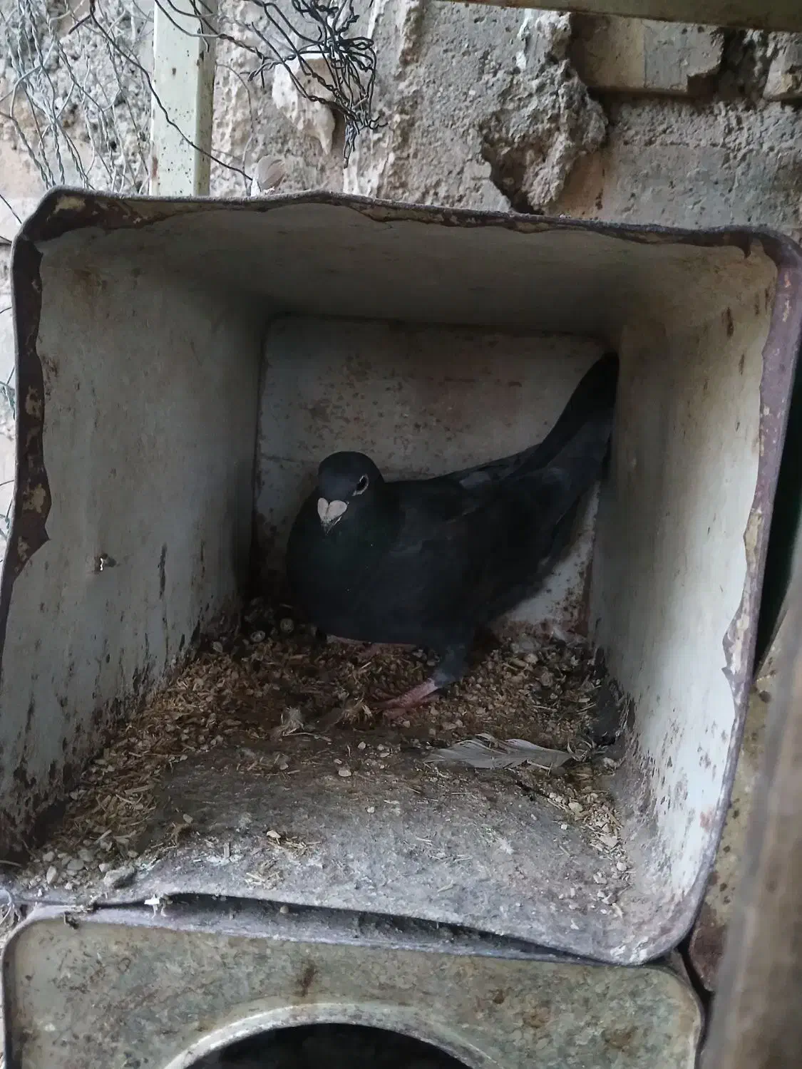 طوقی پلاکی درپرنده|پرنده|مرودشت, رودبال|دیوار