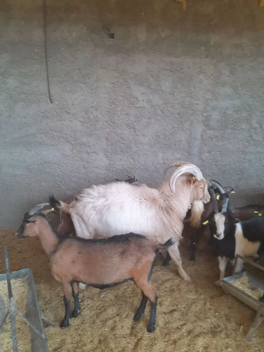 سالن آلپاین نر ۲سال نیم|حیوانات مزرعه|نطنز, |دیوار